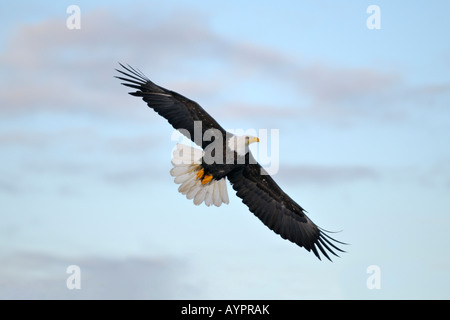 Pygargue à tête blanche (Haliaeetus leucocephalus) en vol, péninsule de Kenai, Alaska, USA Banque D'Images