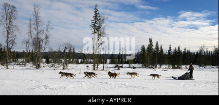 Musher conduisant un traîneau à chiens huskies d'Alaska de l'équipe de l'autre côté de la péninsule de Kenai, Alaska, USA Banque D'Images