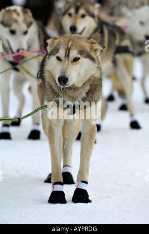 Les Huskies d'Alaska chiens de traîneau, au début de l'Iditarod Sleddog Race, la plus longue course en traîneaux à chiens dans le monde entre Anchorage et N Banque D'Images