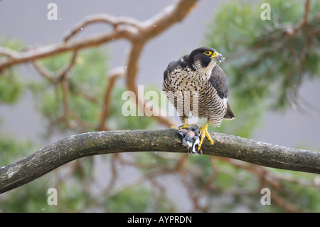 Le faucon pèlerin (Falco peregrinus) femmes avec les proies, Alb Schwaebische, Bade-Wurtemberg, Allemagne Banque D'Images