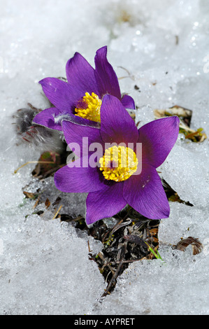 (Anémone Pulsatilla vulgaris), la floraison précoce peu après la fonte des neiges, Alb Schwaebische, Bade-Wurtemberg, Allemagne Banque D'Images