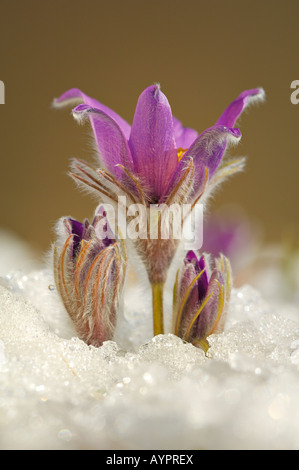 (Anémone Pulsatilla vulgaris), la floraison précoce peu après la fonte des neiges, Alb Schwaebische, Bade-Wurtemberg, Allemagne Banque D'Images