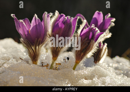 (Anémone Pulsatilla vulgaris), la floraison précoce peu après la fonte des neiges, rétroéclairé, groupe Alb Schwaebische, Bade-Wurtemberg, Allemagne Banque D'Images