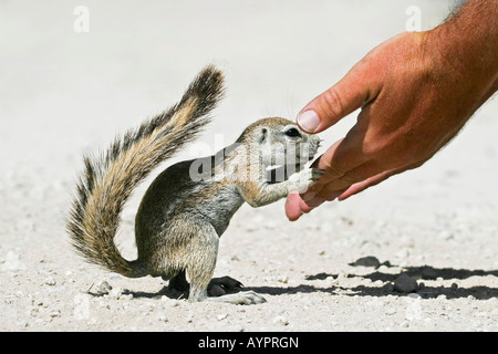 Unstriped ground squirrel (Ha83 rutilus) inspection d'une main, Etosha National Park, Namibie, Afrique Banque D'Images