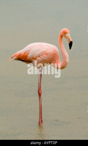 Caraïbes Flamingo (Phoenicopterus ruber) Santa Cruz Island, îles Galapagos, Equateur Banque D'Images