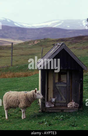 Une Ewe veille sur ses deux agneaux nouveaux-nés qui s'abritent dans une cabane en bois construite à cet effet. Scottish Borders Scotland 1980s UK HOMER SYKES Banque D'Images