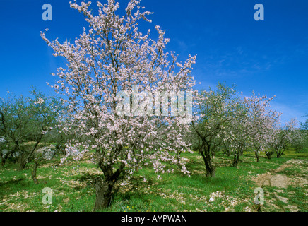 Les amandiers en fleurs (Prunus dulcis) près de Luque, Province de Córdoba, Andalousie, Espagne, Europe Banque D'Images