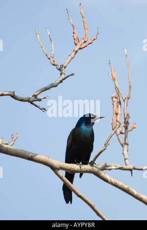 Grackle commun assis sur l'arbre en haute résolution Banque D'Images