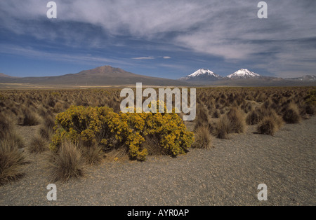 Buissons de Tola (Parastrephia lepidophylla) en fleurs et en ichu (Jarava ichu), volcans de Payachatas en arrière-plan, Parc national de Sajama, Bolivie Banque D'Images