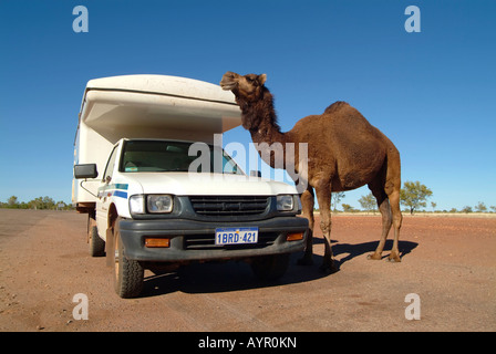 Chameau debout à côté d'un camping car (RV) dans l'Outback, l'Australie Banque D'Images