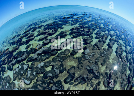 Les stromatolites, Réserve Naturelle Marine Hamelin Pool, la baie Shark, Australie occidentale, Australie Banque D'Images