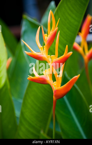 Heliconia fleur tropicale Banque D'Images