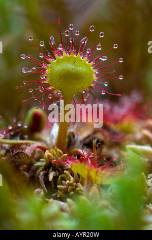 Le rossolis à feuilles rondes (Drosera rotundifolia) Banque D'Images