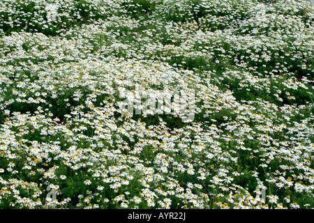 Camomille matricaire inodore TRIPLEUROSPERMUM INODORUM EST UN JARDIN COMMUN ET DES MAUVAISES HERBES ARABLES SUR SOL perturbé Banque D'Images