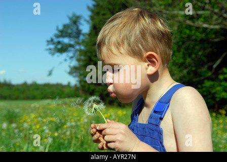 Boy blowing horloge pissenlit (Taraxacum officinale) Banque D'Images