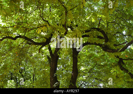 Plan à angle bas d'un arbre jumeau en T, au feuillage vert luxuriant et aux branches sombres, contre un ciel lumineux dans une forêt dense. Banque D'Images