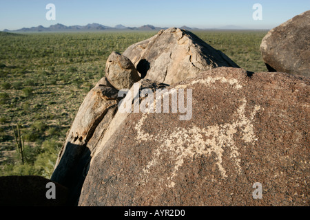 Un pétroglyphe indiens Hohokam d'un animal à un site dans le sud de l'Arizona appelé aussi Cocoraque rochers appelés pierres de chant Banque D'Images