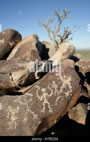 Un pétroglyphe indiens Hohokam d'un animal à un site dans le sud de l'Arizona appelé aussi Cocoraque rochers appelés pierres de chant Banque D'Images