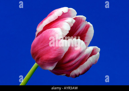 Tulipes (Tulipa) Parrot Banque D'Images