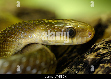 Aesculapian Snake (Elaphe longissima, Zamenis longissimus) Banque D'Images
