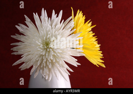 Des chrysanthèmes blancs et jaunes (Chrysanthemum) dans un vase blanc Banque D'Images
