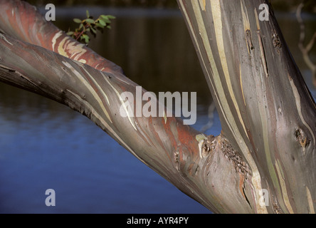 White Mountain Gum (Eucalyptus dalrympleana) écorce, Tasmanie, Australie Banque D'Images