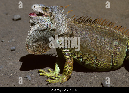 Iguane vert (Iguana iguana), Costa Rica, Amérique Centrale Banque D'Images