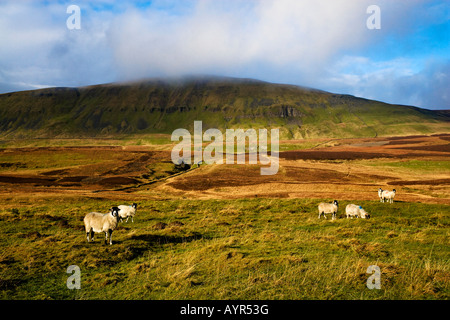 Un de Gand y stylo trois pics Yorkshires Angleterre Yorkshire Dales Banque D'Images