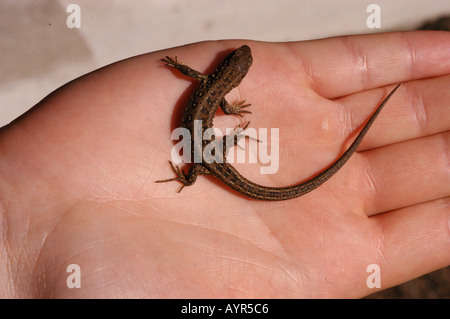 Petit lézard Lacerta agilis agilis reposant sur un palmier humain. Vue rapprochée d'un lézard juvénile tenu dans une main. Banque D'Images