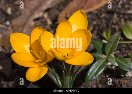 Crocus jaunes en fleurs de printemps fleurs orange nature floue flou flou fond crocus jardin clouse le printemps est enfin ici haute résolution Banque D'Images