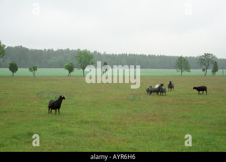 Pâturage avec des moutons à Gotland Suède Banque D'Images