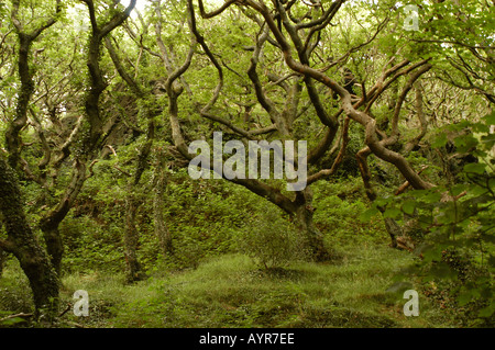Forêt verdoyante près de Neath Wales UK, avec des branches d'arbres torsadées et tordues et un épais sous-bois mousselé dans un cadre boisé dense et pittoresque. Banque D'Images