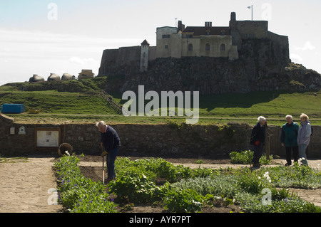 Jardinage jardiniers dans le jardin fleuri clos de Gertrude Jekyll sur Lindisfarne, Northumberland, Angleterre Banque D'Images