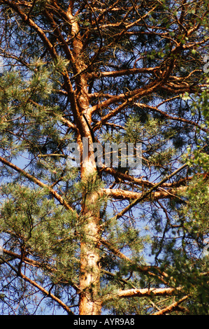 Vue en bas angle des branches et du tronc d'un pin écossais Pinus silvestris contre un ciel bleu clair dans une forêt. Banque D'Images