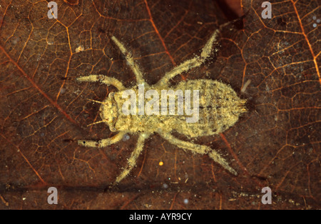 Large taille larve libellule Chaser (Libellula depressa) Banque D'Images