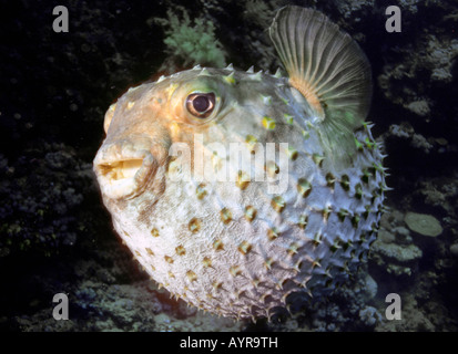 Balloonfish, épineuses poisson-globe (Cyclichthys orbicularis), gonflés avec ses épines érigé comme un mécanisme de défense, l'Égypte, le rouge se Banque D'Images