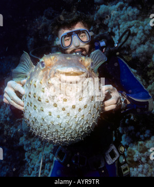 Scuba Diver avec un Balloonfish, épineuses poisson-globe (Cyclichthys orbicularis), gonflés avec ses épines érigée comme une défense mecha Banque D'Images