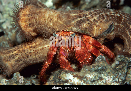 L'ermite de Méditerranée (Dardanus arrosor) Banque D'Images