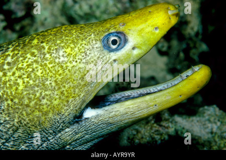 La murène léopard ou ondulé Moray (Gymnothorax undulatus), Mer Rouge Banque D'Images