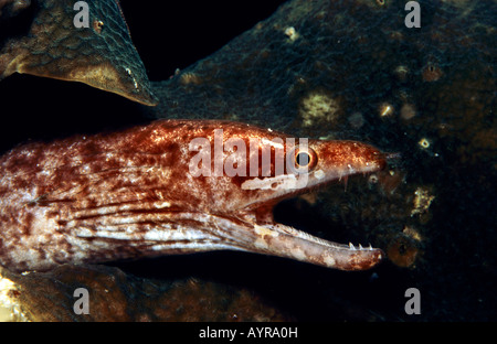 Prescription-fin (Gymnothorax zonipectis Murène), Indonésie Banque D'Images