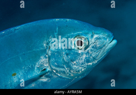 Caranges ou Big Eye Jack (Caranx sexfasciatus), Maldives Banque D'Images