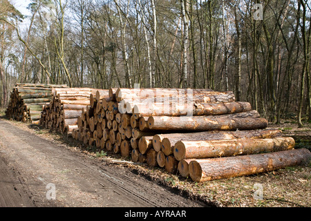 Pile de billots, les arbres coupés après une tempête, Hesse, Allemagne Banque D'Images