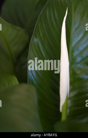 Fleur blanche de lys de paix avec des feuilles fleurissent Spathiphyllum wallisii dans une maison naturel flou flou flou flou arrière-plan vue avant macro personne salut Banque D'Images