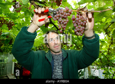 Chef jardinier à Renishaw Hall dans le Derbyshire UK sélectionne les raisins de la vigne vigne Renishaw successions a été planté dans le haut Banque D'Images