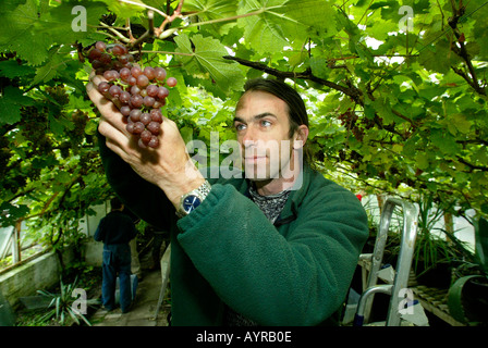 Chef jardinier à Renishaw Hall dans le Derbyshire UK sélectionne les raisins de la vigne vigne Renishaw successions a été planté dans le haut Banque D'Images