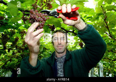 Chef jardinier à Renishaw Hall dans le Derbyshire UK sélectionne les raisins de la vigne vigne Renishaw successions a été planté dans le haut Banque D'Images