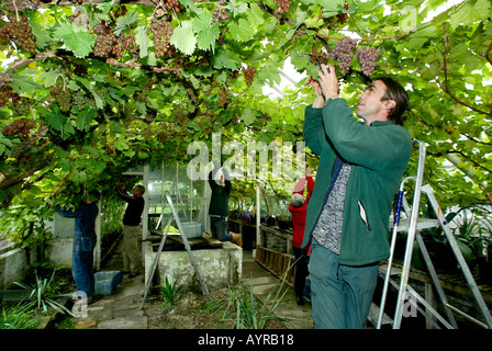 Chef jardinier à Renishaw Hall dans le Derbyshire UK sélectionne les raisins de la vigne vigne Renishaw successions Banque D'Images