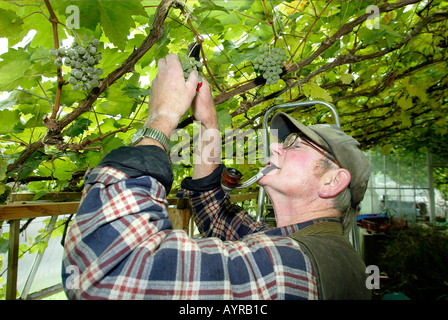 Jardinier de Renishaw Hall dans le Derbyshire UK picks raisins des vignobles de successions Banque D'Images