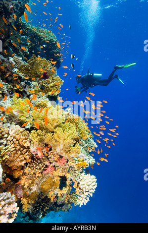 Scubadiver explorer eaux riches de la Mer Rouge. Banque D'Images