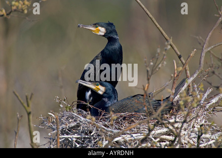 Noir Grand Cormoran (Phalacrocorax carbo) sur leur nid, Ruegen Island, Mecklembourg-Poméranie-Occidentale, Allemagne, Europe Banque D'Images